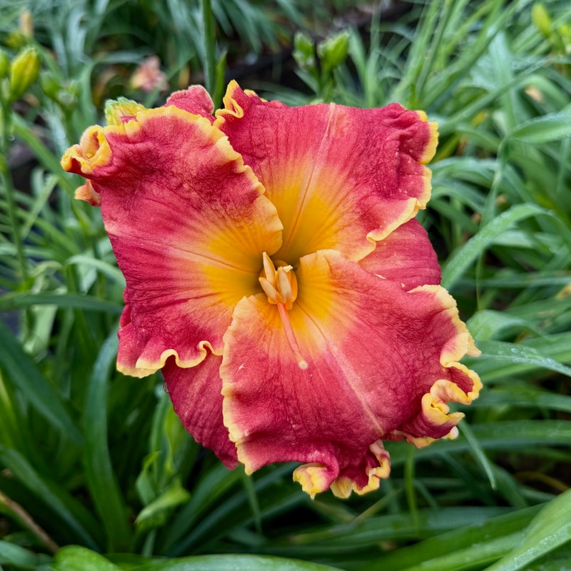 19-104 daylily bloom