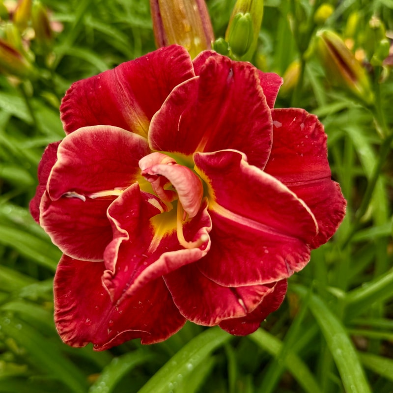 Double Hot Dreams daylily bloom