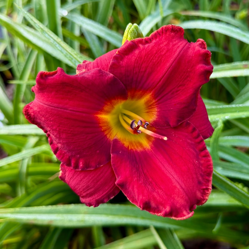 Suburban Jim's Memento daylily bloom