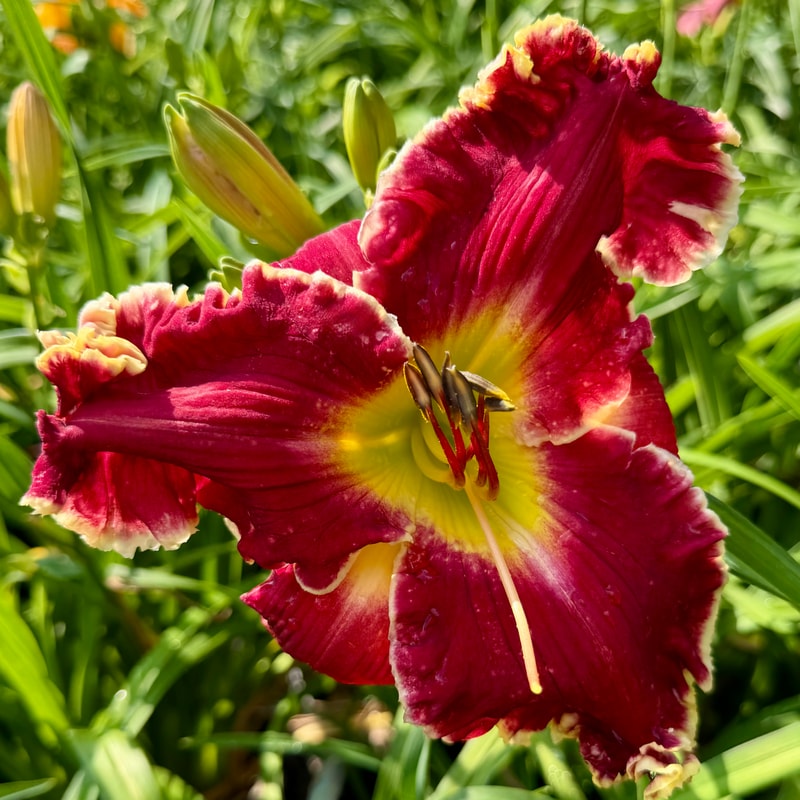Woman in Red daylily bloom
