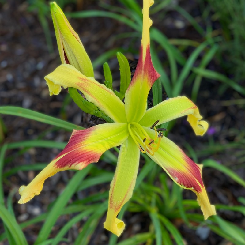 Bungalow Burst from RollingOaksDaylilies