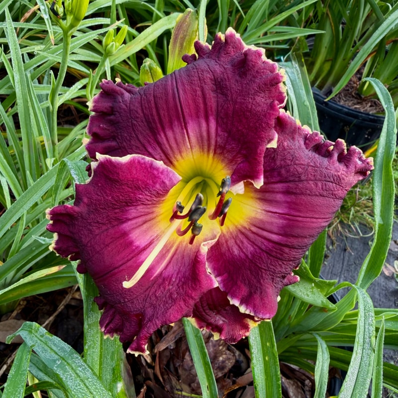 Spacecoast Night Mistress daylily bloom