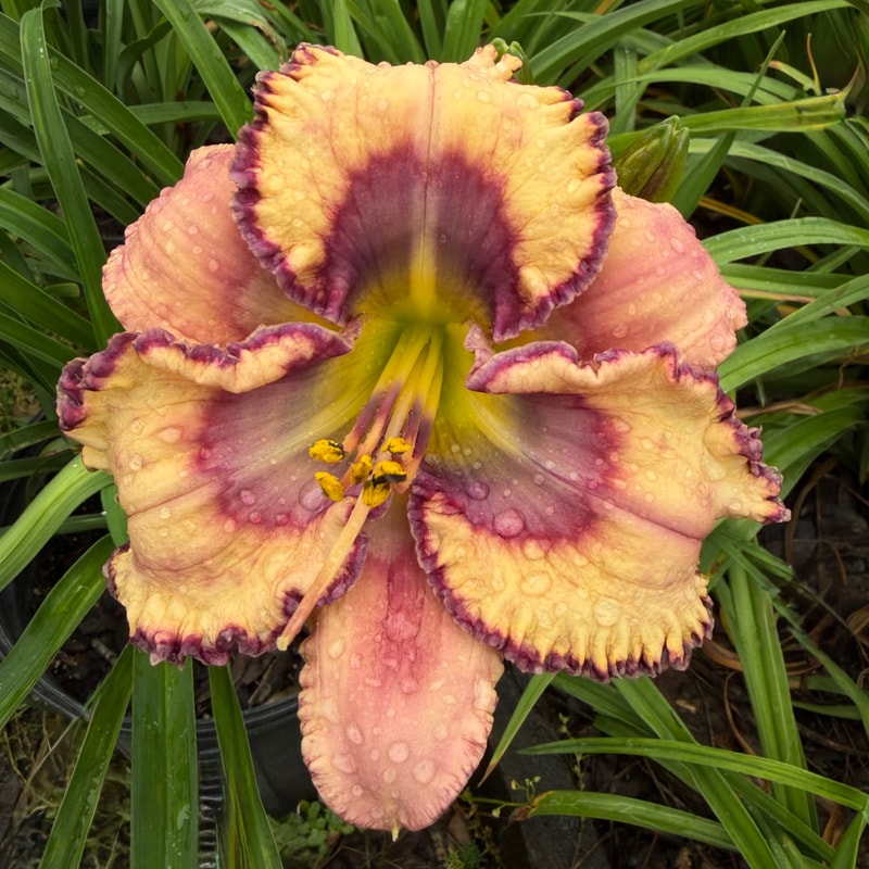 Spacecoast Forbidden Friends daylily bloom