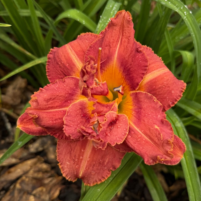 Jazzy Tune daylily bloom