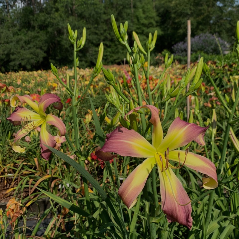 Fairhope Lavender Tower from RollingOaksDaylilies