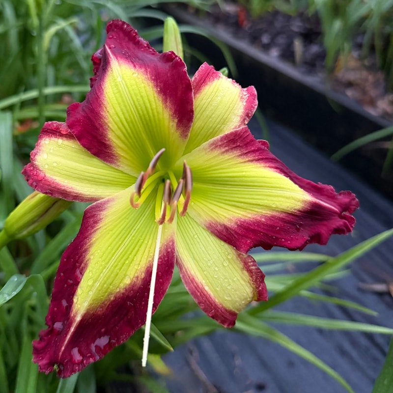 Starburst Galaxy daylily bloom