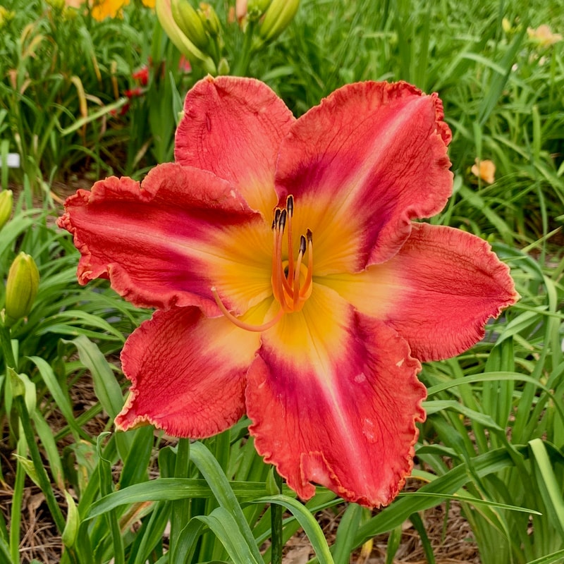Red Revolution from RollingOaksDaylilies