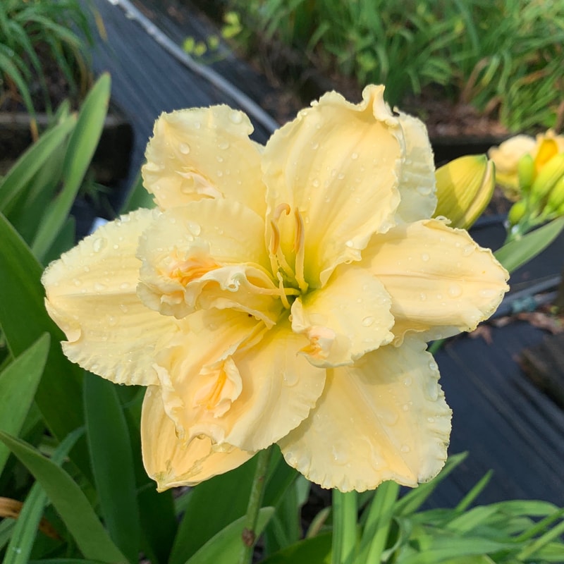 Angel Cups daylily bloom