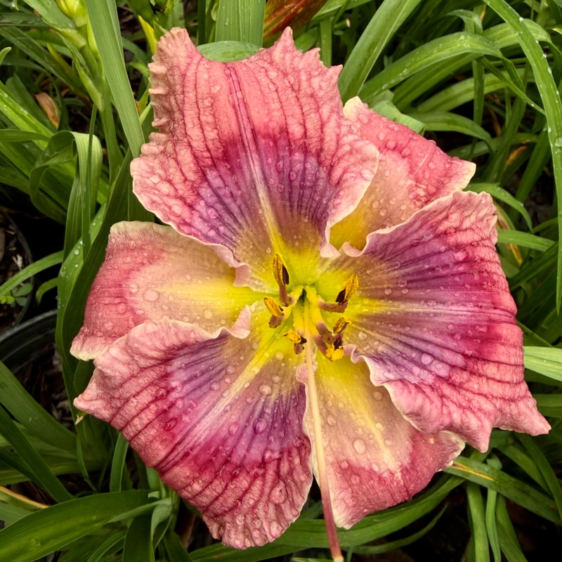 Kiss the Sky daylily bloom