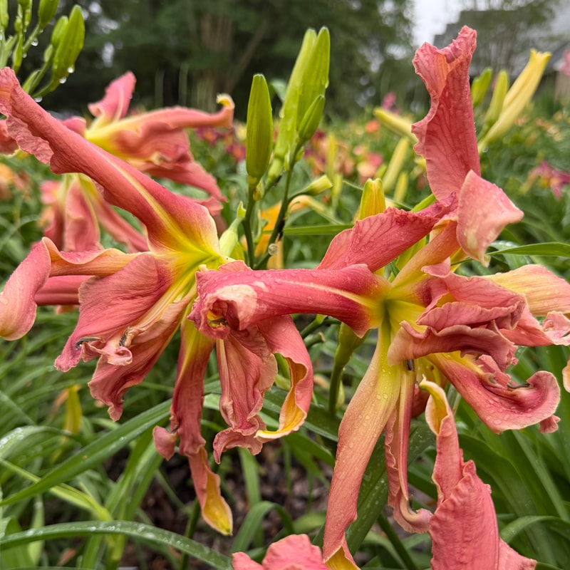 Tickle the Octopus daylily bloom