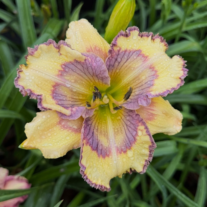 Geneva Blueprint daylily bloom