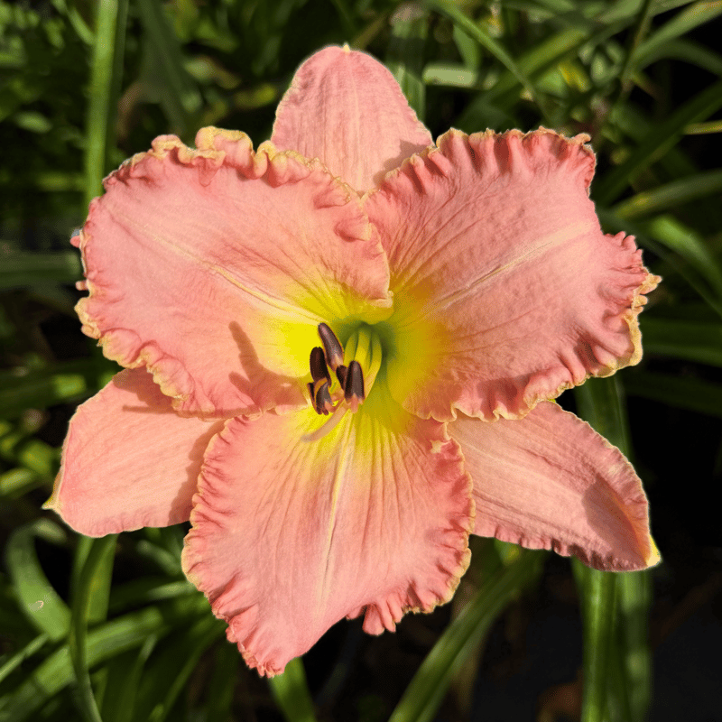 Blushing Escapade from RollingOaksDaylilies