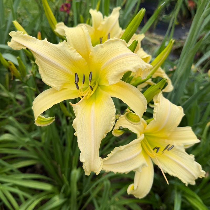 Lemon Curls daylily bloom