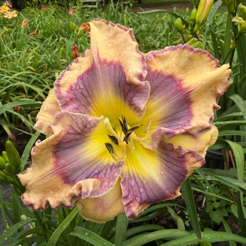Ladybug Sunnys Eyes daylily bloom