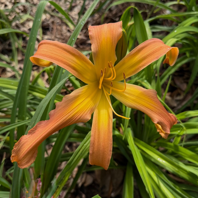 Let It Rip daylily bloom