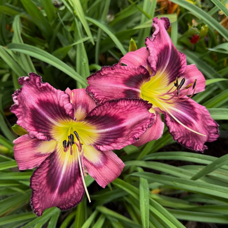 Buddy's Rayna daylily bloom