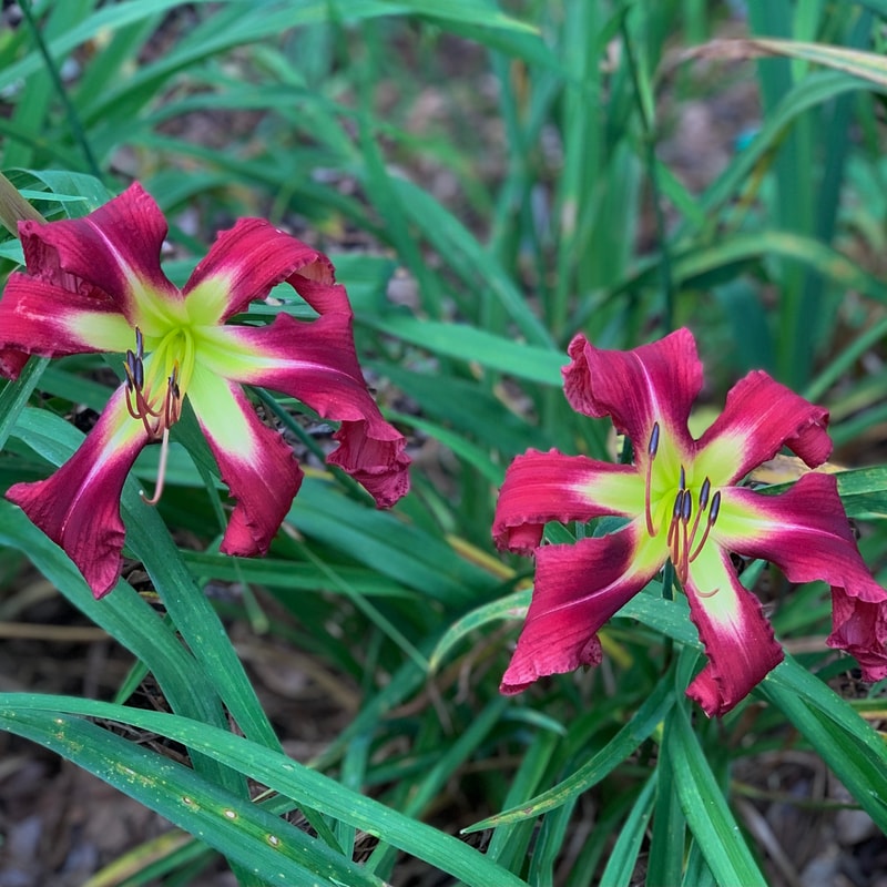 Apache Beacon from RollingOaksDaylilies