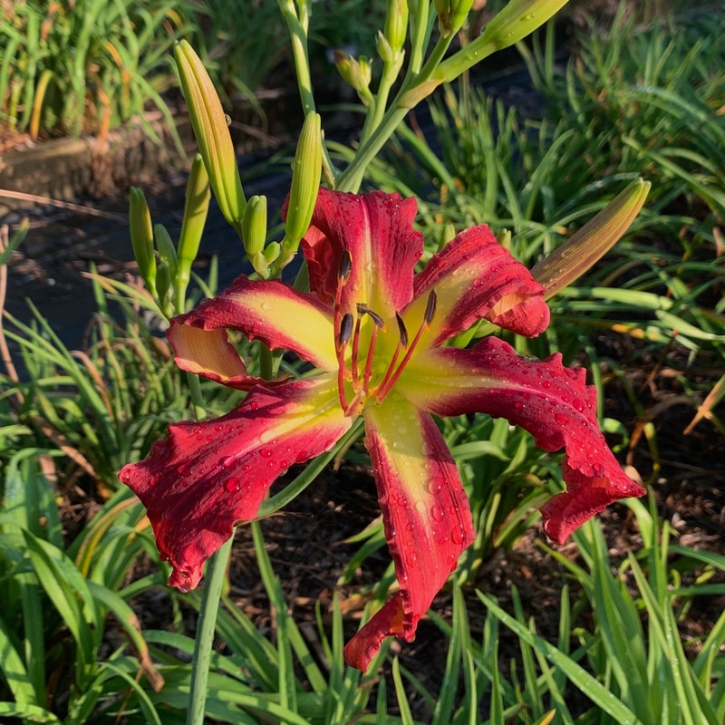 Apache Beacon daylily bloom