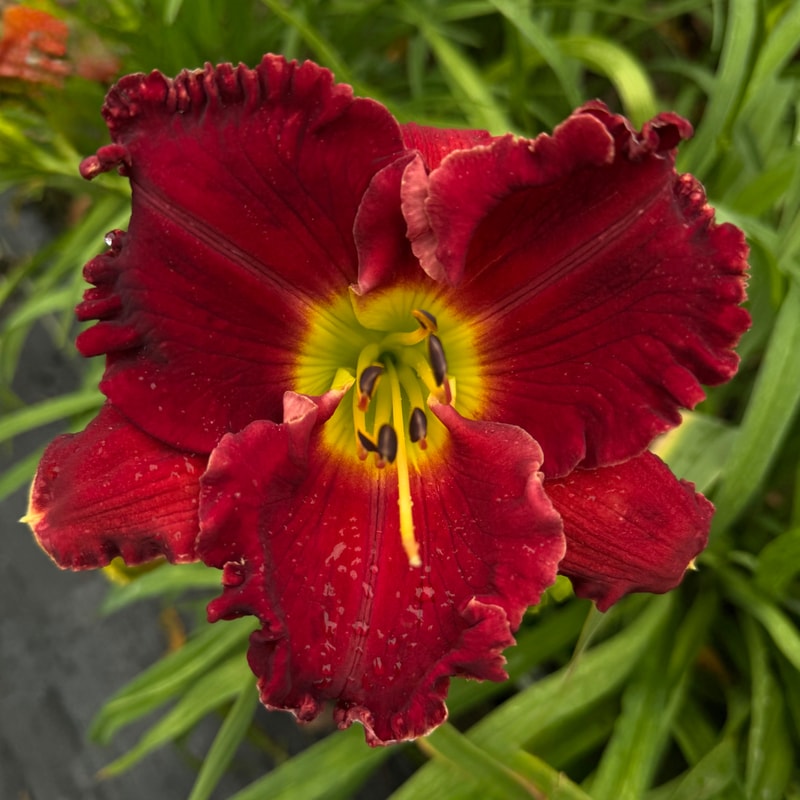 Lily Farm Roman Chariot daylily bloom