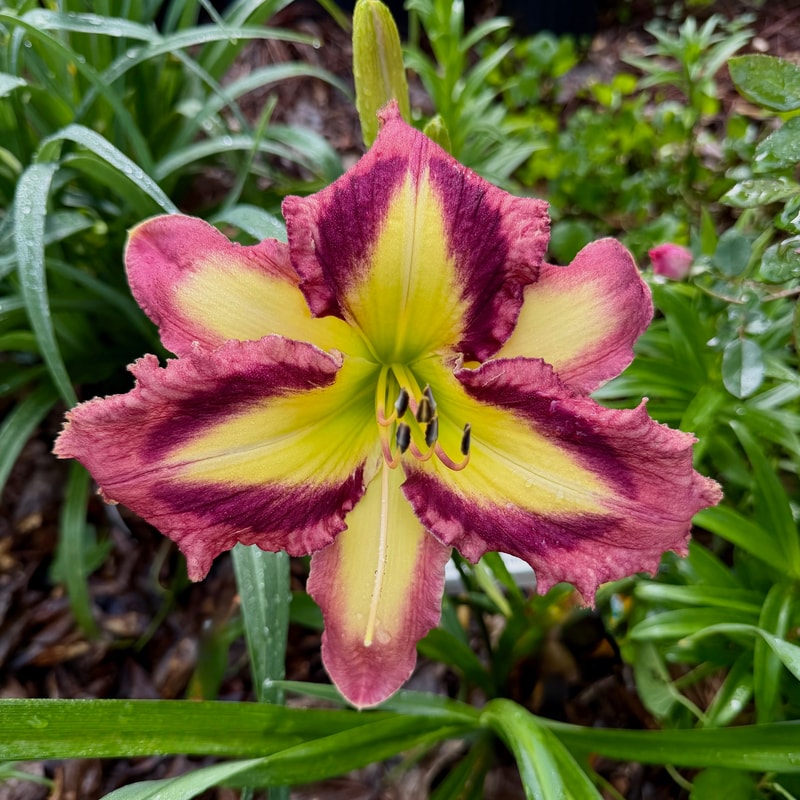 Appliqué Prism daylily bloom