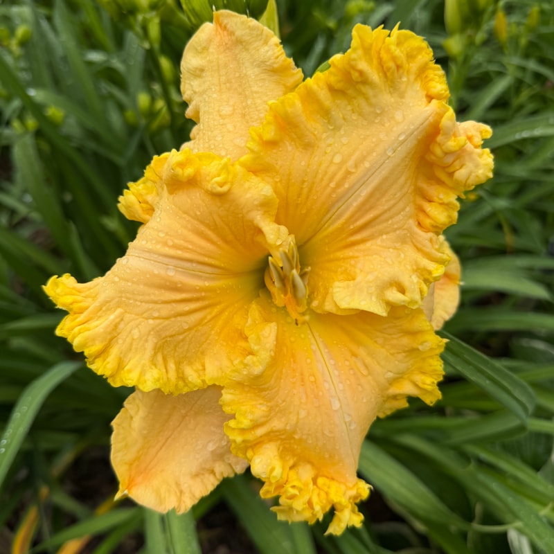 Oodles of Ruffles daylily bloom