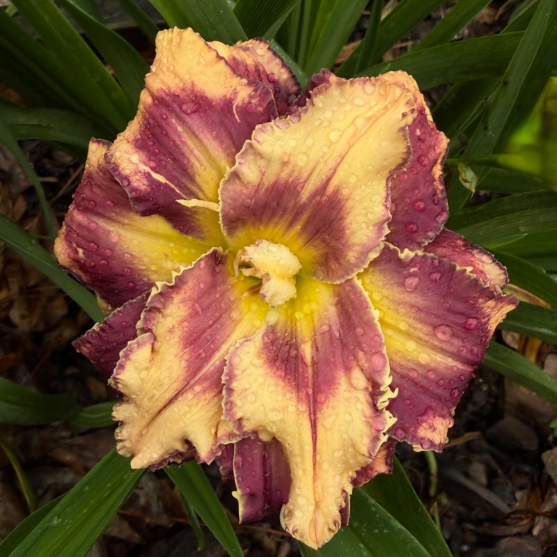 Double Back daylily bloom