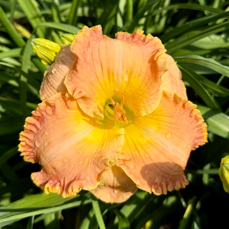 Natchez Lace daylily bloom