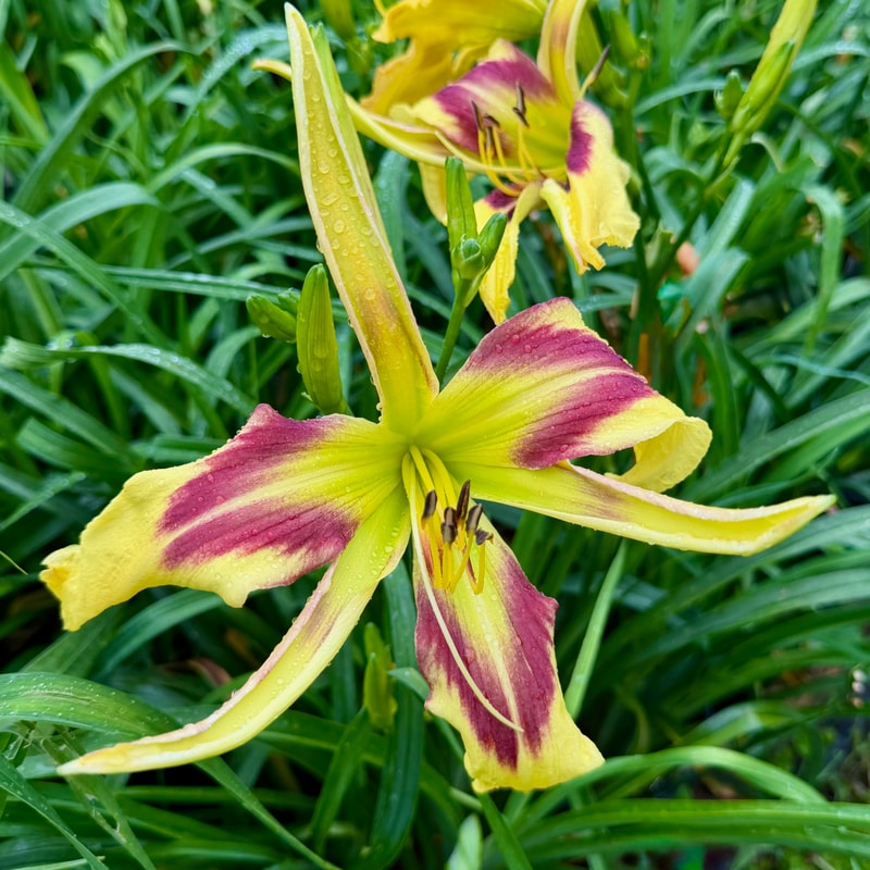 Hawkman daylily bloom