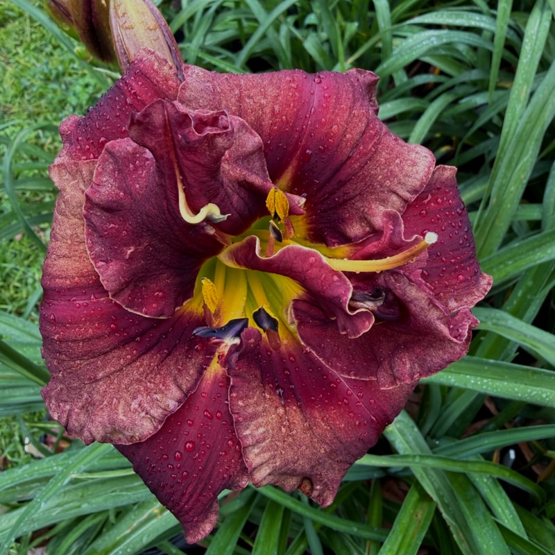 Max's Miracle daylily bloom