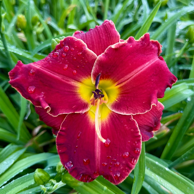 Mississippi Red Dragon daylily bloom