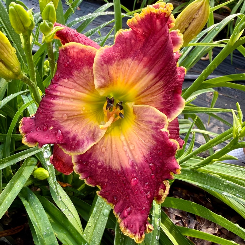 Moonlight Sail daylily bloom