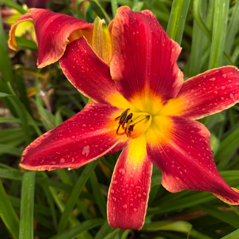 My Heart Belongs To Daddy daylily bloom