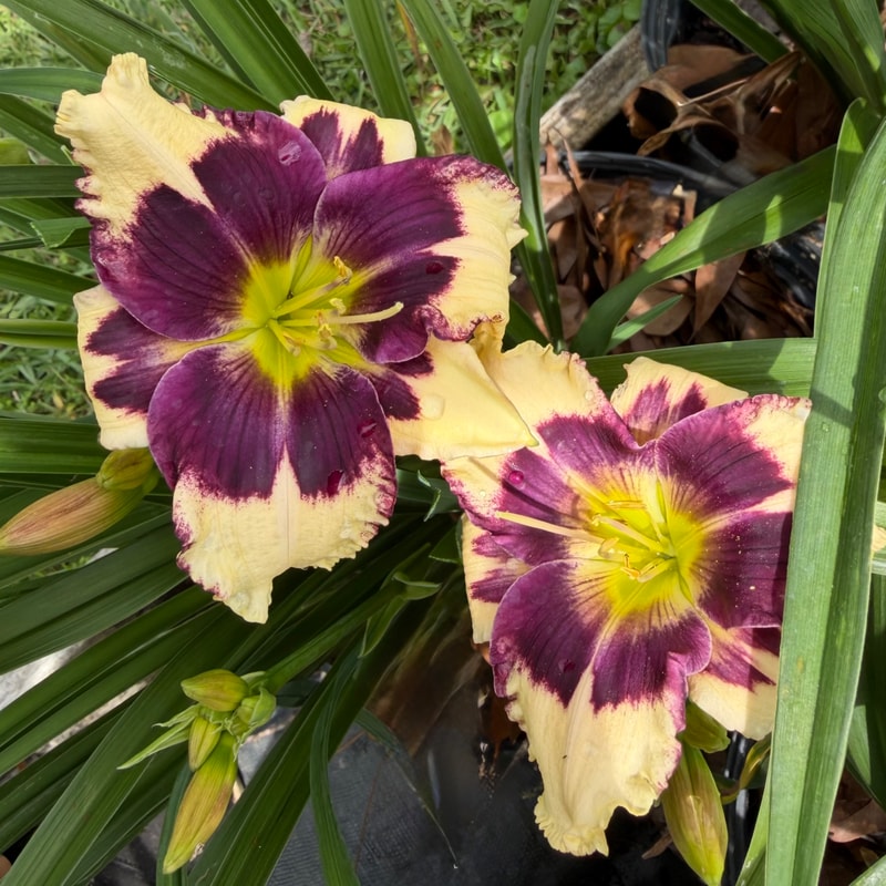 Moment of Solitude daylily bloom