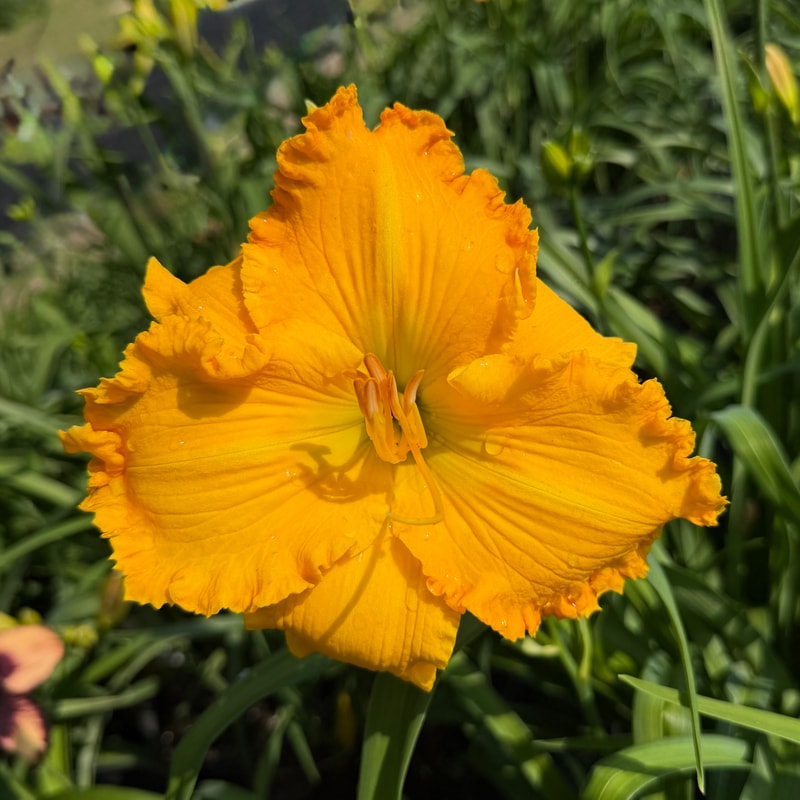 Court of Honey daylily bloom