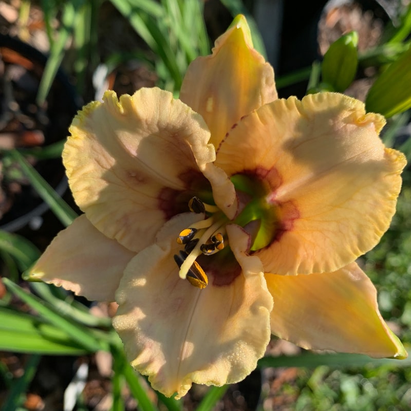 Trenton Derby Hat - Not from RollingOaksDaylilies
