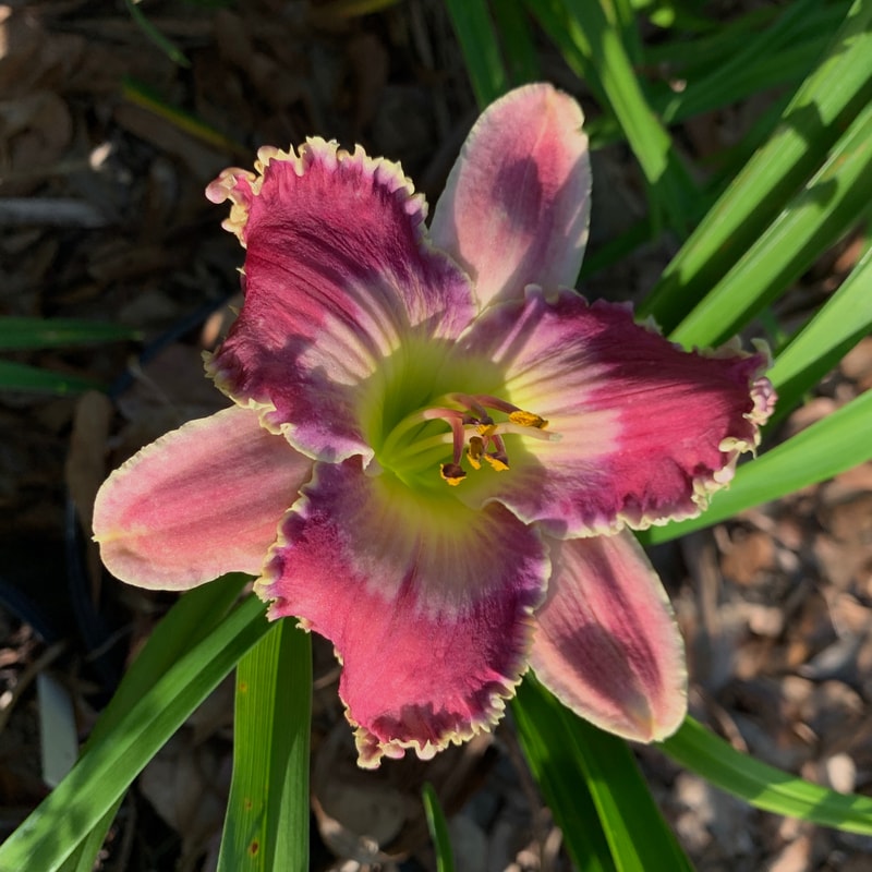 Boys of Summer daylily bloom