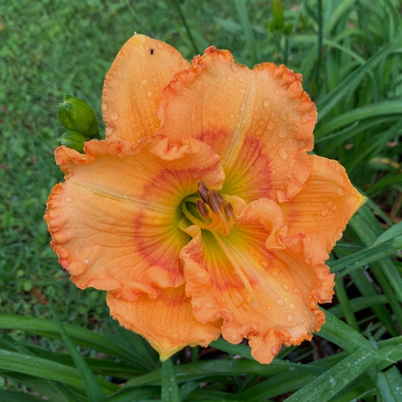 Hide and Seek Summer daylily bloom