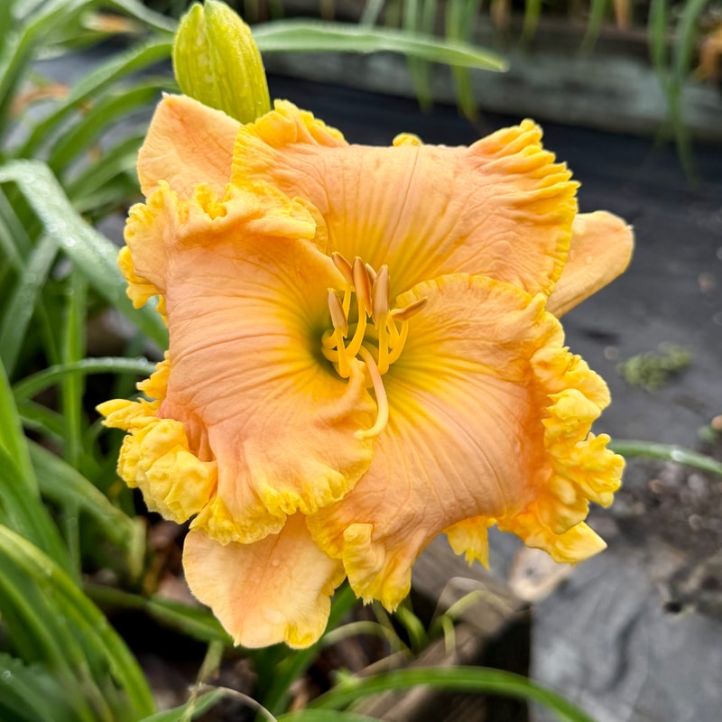 Cinch daylily bloom