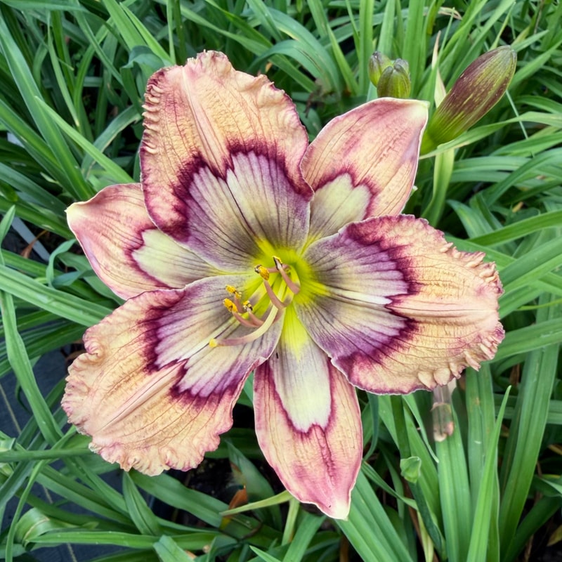 Mouse Trap daylily bloom