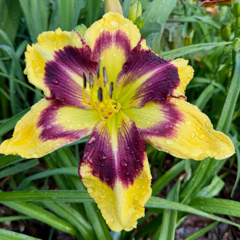 Spacecoast Wide Eyed Envy daylily bloom