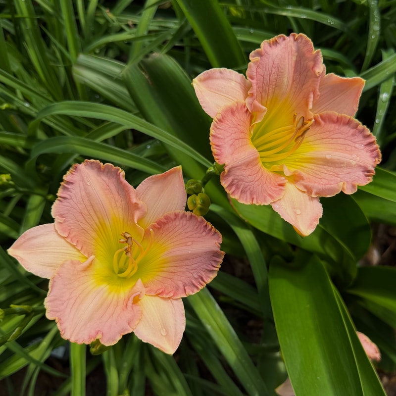 Pink Ambrosia daylily bloom