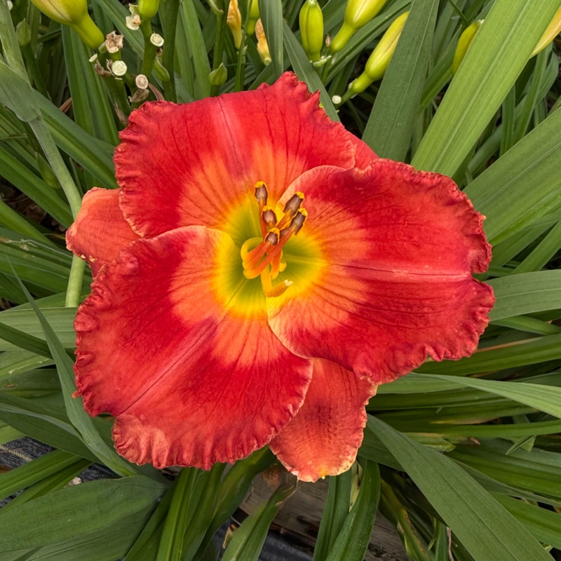Please Say Yes daylily bloom