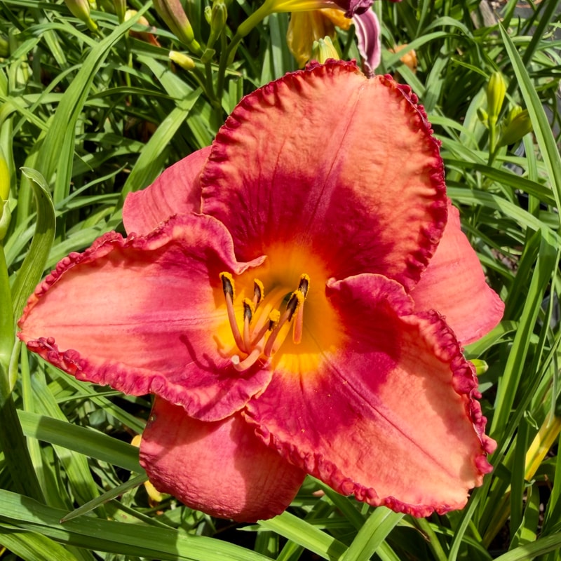 Riot Act daylily bloom