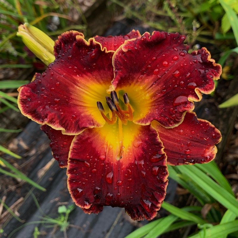 Pure Indulgence daylily bloom