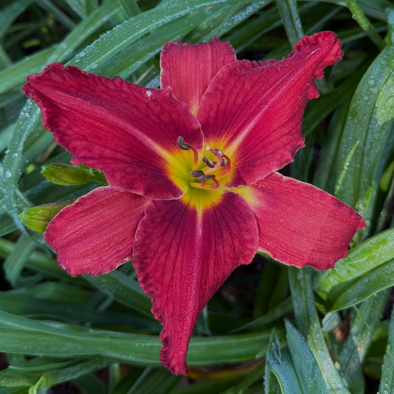 Webster's Red Bloomers daylily bloom