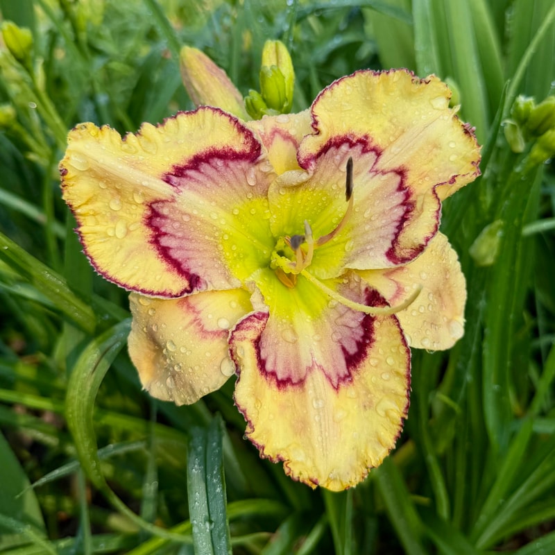 Spacecoast Etched Invitation daylily bloom