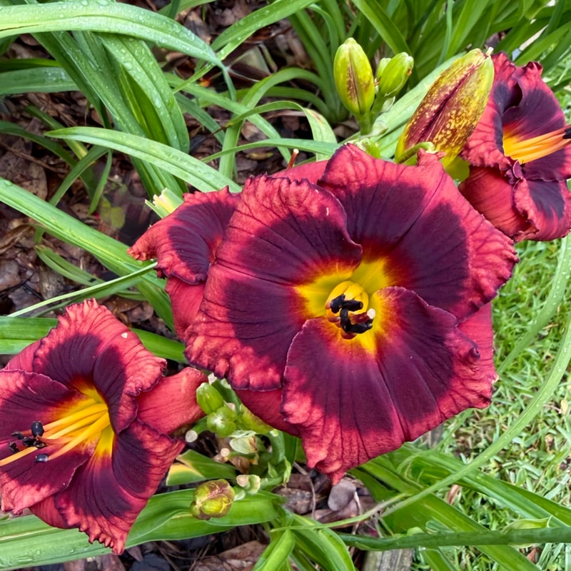 Spacecoast Little Redeemer daylily bloom