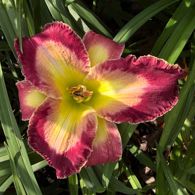 Spacecoast Ocean Sunrise daylily bloom