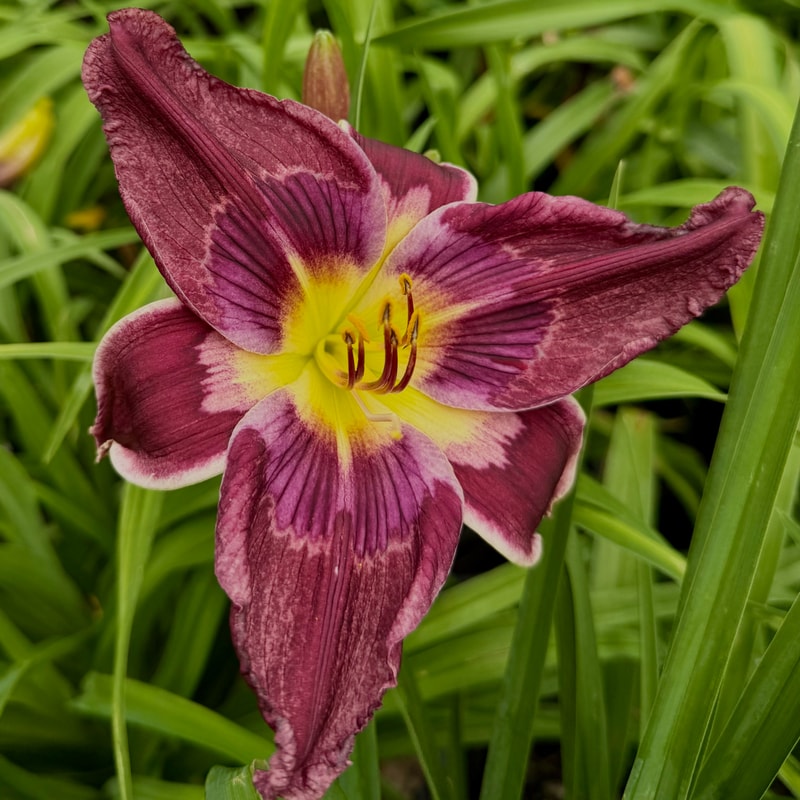 The Night King daylily bloom