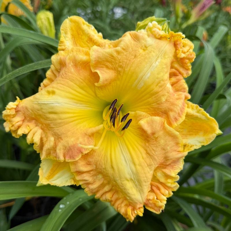 Geneva Sunshine daylily bloom